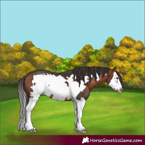 Horse Color:Brown Splash Frame