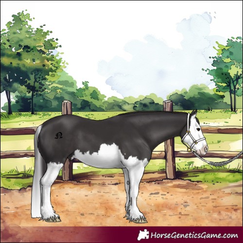 Horse Color:Smoky Black Splash 