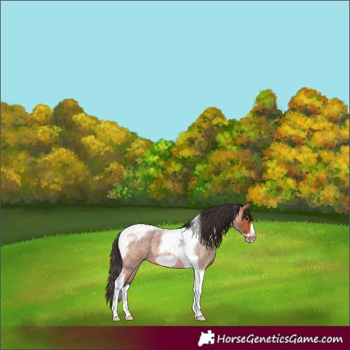 Horse Color:Bay Roan Tobiano Frame 