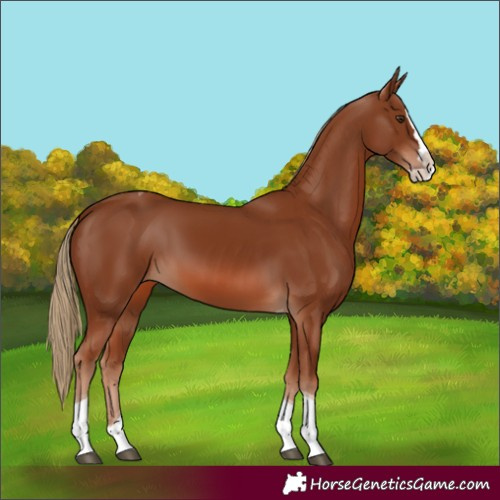 Horse Color:Chestnut Splash Tobiano 