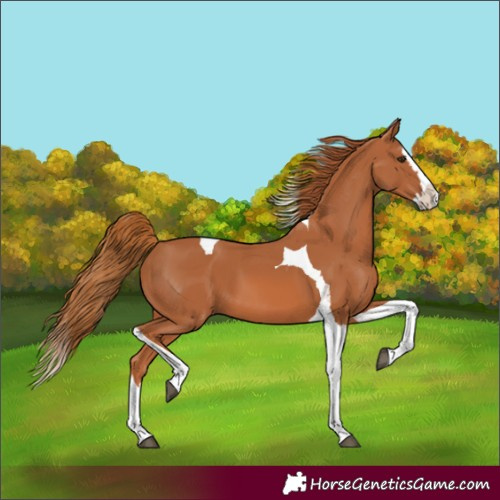 Horse Color:Chestnut Splash Tobiano