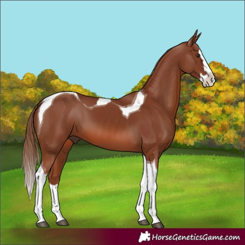 Horse Color:Chestnut Splash Tobiano 