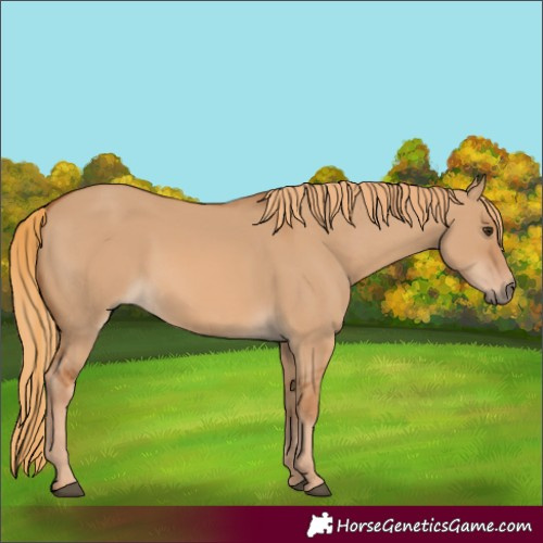 Horse Color:Red Dun