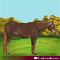 Horse Color:Gray Chestnut