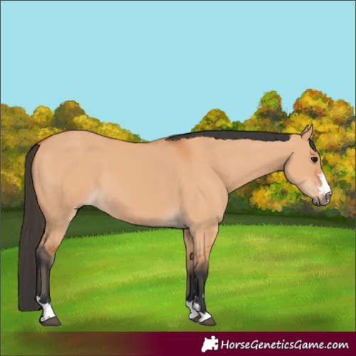 Horse Color:Bay Dun 