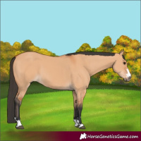 Horse Color:Bay Dun