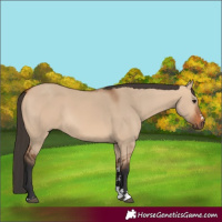 Horse Color:Bay Dun