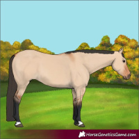 Horse Color:Bay Dun 