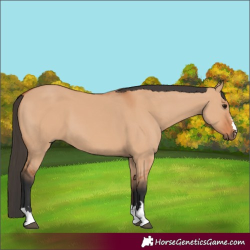 Horse Color:Bay Dun 