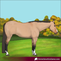 Horse Color:Bay Dun