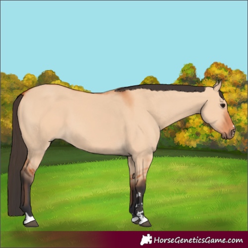 Horse Color:Bay Dun 