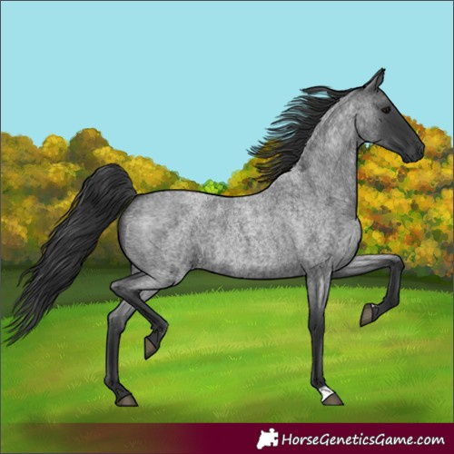 Horse Color:Blue Roan