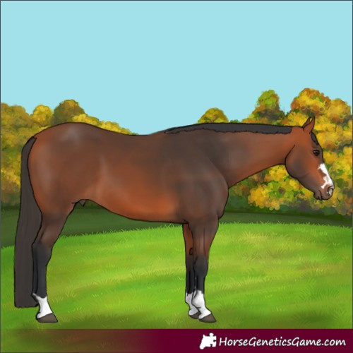 Horse Color:Bay 