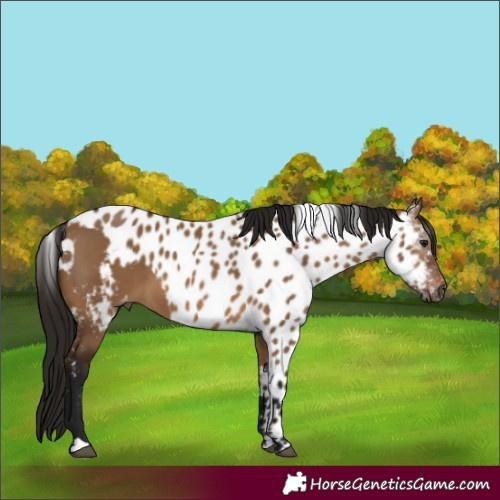 Horse Color:Gray Bay Dun Skewed Appaloosa 