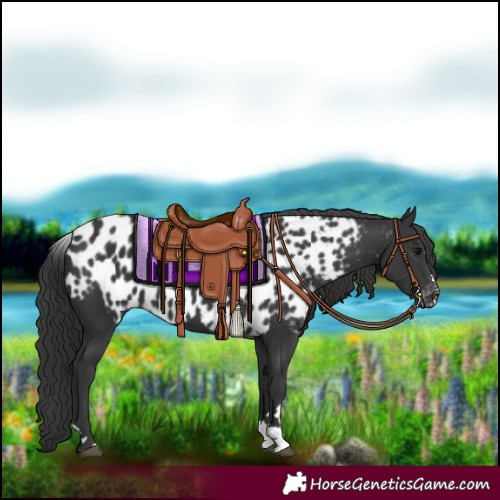 Horse Color:Black Skewed LP Spotted 