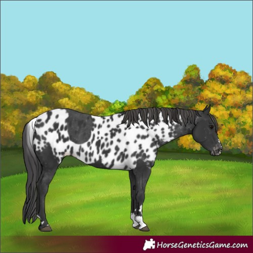 Horse Color:Black Skewed Appaloosa