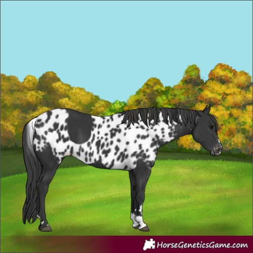 Horse Color:Black Skewed Appaloosa