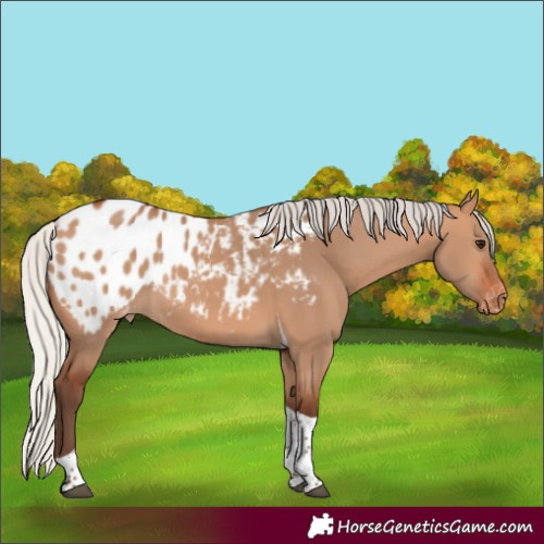 Horse Color:Silver Bay Dun Tobiano Appaloosa 