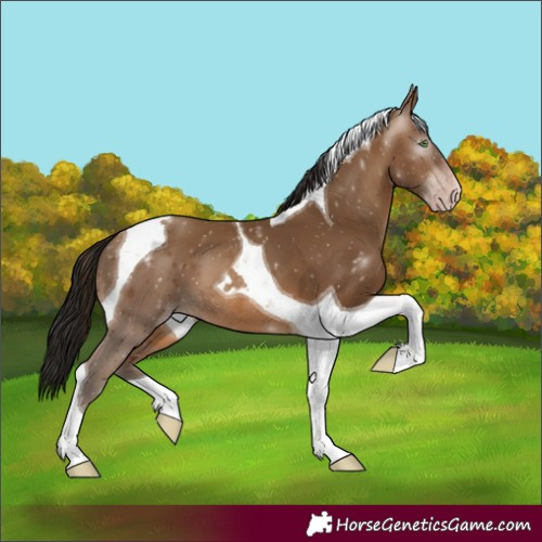 Horse Color:Gray Amber Champagne Tobiano 