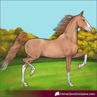 Horse Color:Gold Champagne Splash 