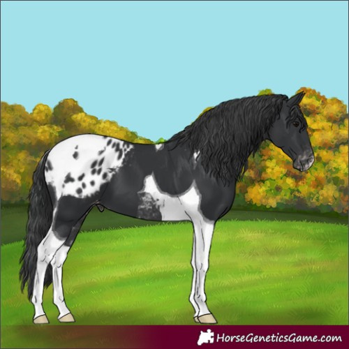 Horse Color:Black Tobiano Appaloosa