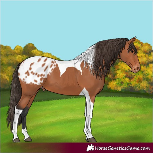Horse Color:Bay Tobiano Appaloosa 