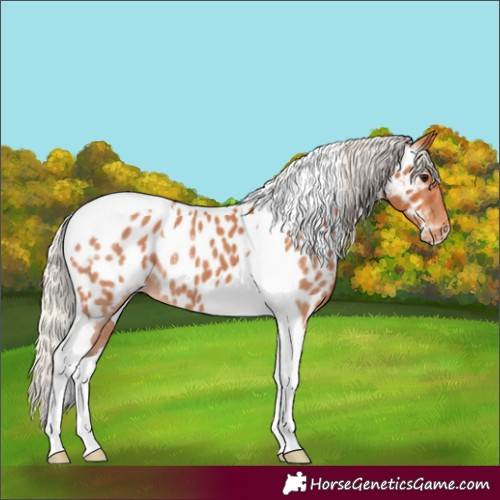 Horse Color:Silver Bay Tobiano Appaloosa
