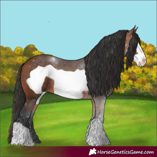 Horse Color:Bay Frame 