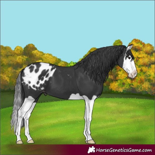 Horse Color:Black Splash Appaloosa