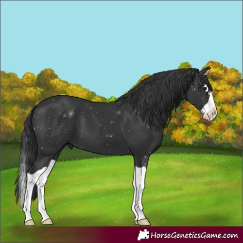 Horse Color:Black Splash