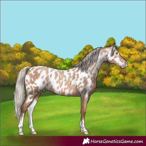 Horse Color:Gray Silver Classic Champagne Roan Sabino Appaloosa Rabicano 