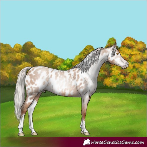 Horse Color:Gray Silver Classic Champagne Roan Sabino Near Leopard Rabicano 