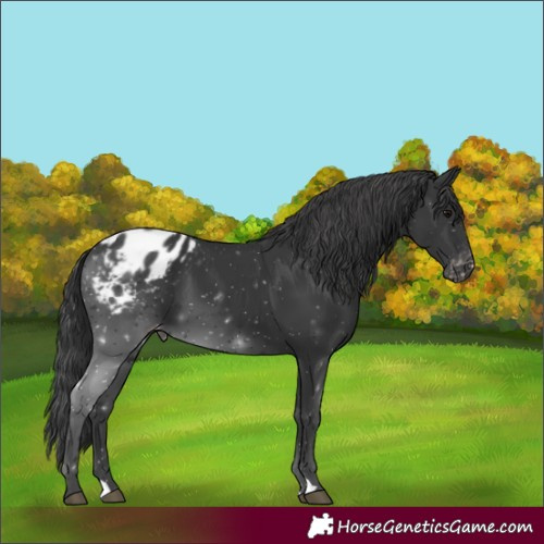 Horse Color:Black Appaloosa 