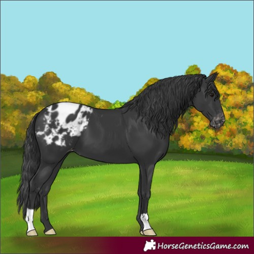 Horse Color:Black Appaloosa 
