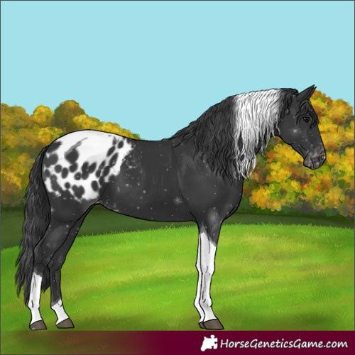 Horse Color:Black Tobiano Appaloosa