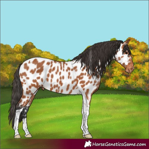 Horse Color:Bay Tobiano Appaloosa