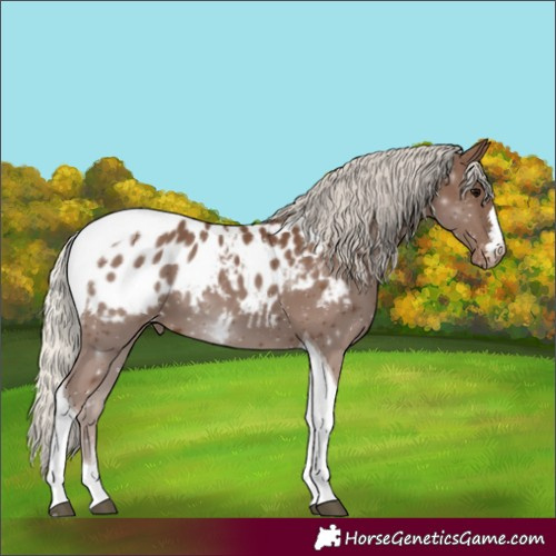 Horse Color:Silver Black Tobiano Appaloosa 