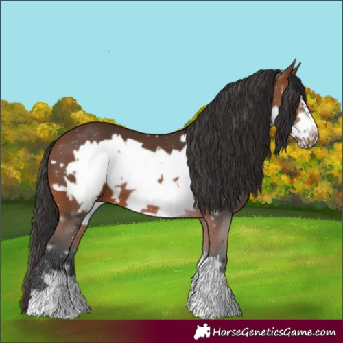 Horse Color:Bay Frame 