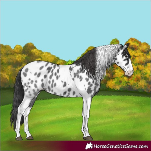 Horse Color:Black Splash Tobiano Appaloosa 