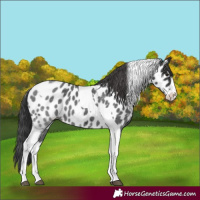 Horse Color:Black Splash Tobiano Appaloosa