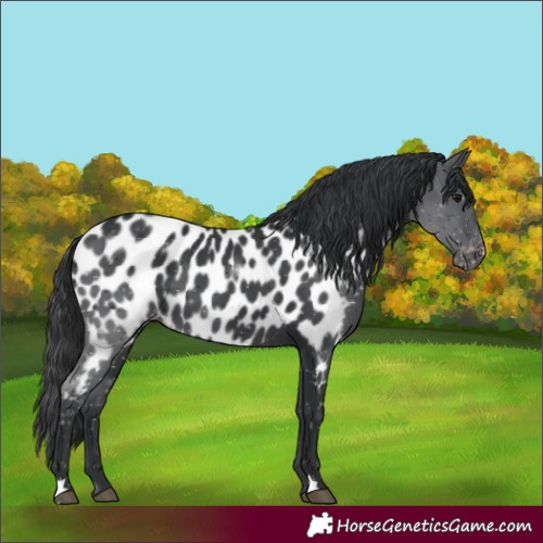Horse Color:Black Appaloosa 