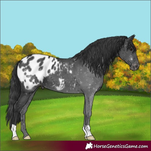 Horse Color:Black Appaloosa 