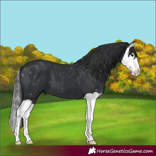Horse Color:Black Splash