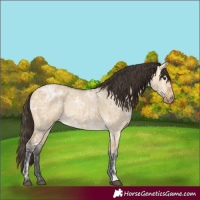 Horse Color:Buckskin Ice Dun Rabicano
