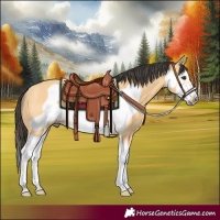 Horse Color:Buckskin Splash Frame