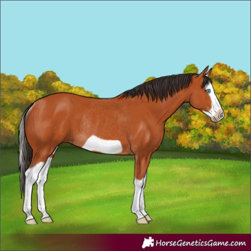 Horse Color:Bay Splash Frame Rabicano