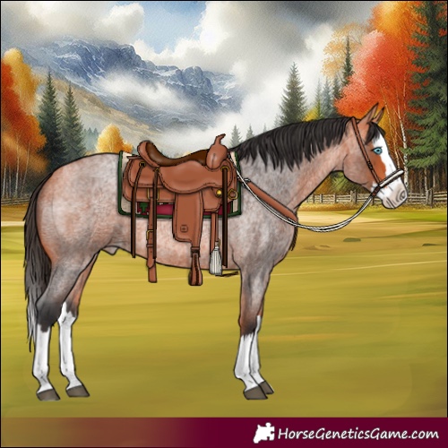 Horse Color:Bay Roan Splash Appaloosa 