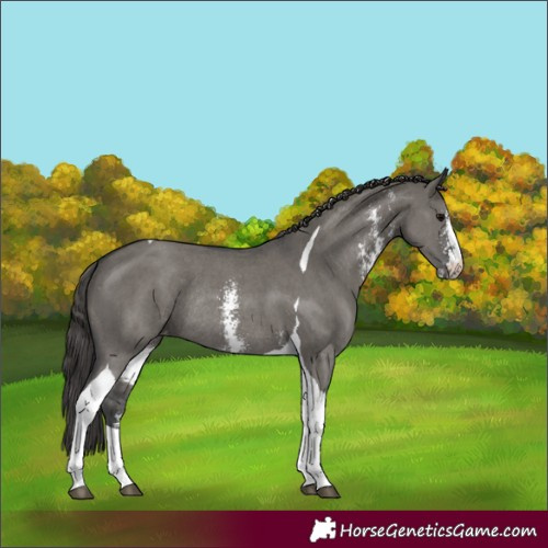Horse Color:Unknown 