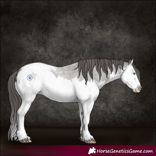 Horse Color:Grullo Roan Splash Appaloosa 