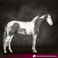 Horse Color:Grullo Splash Tobiano Rabicano